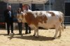 st amans 2011 aventure